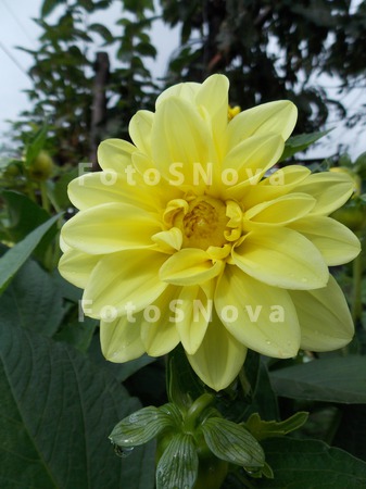 flora_rastenie_tsvetok_tsveten
