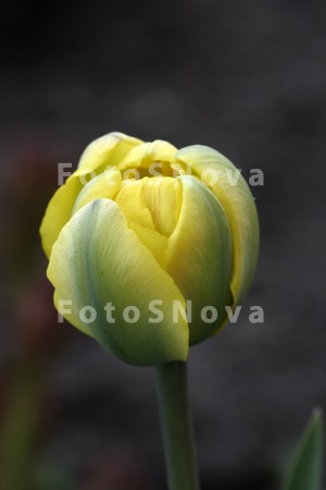 tyulpan_tsvetok_vesna_rasteniy