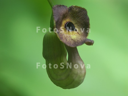 makrofotografiya,_liana,_tsvet