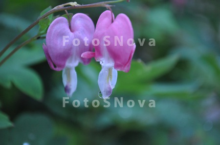 priroda,_tsvetyi,_rasteniya