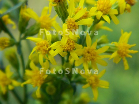 flora