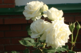 Белые_розы,_стен