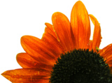 sunflower,_bee,_yellow,_flower