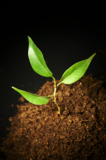 green_braird_leaf_plant_agricu