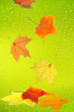 leaf_leaves_green_autumn_maple