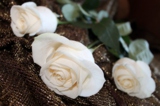 Розы,_белые,_шарф