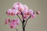 orchidaceaeрозоваябу