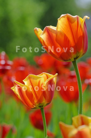 vesna_;_den_;_jelto_oranjevyiy