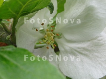 Tsvetok_