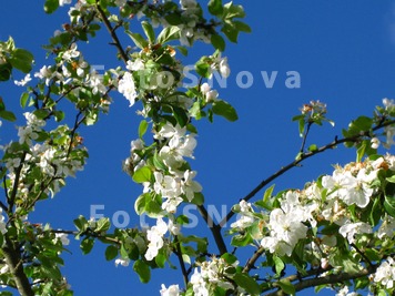 Tsvetok_