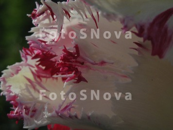 Tsvetok_