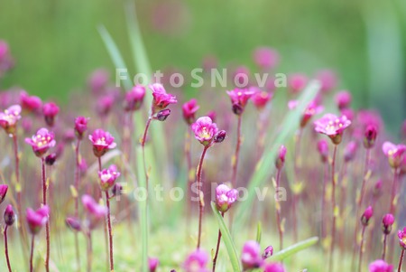 flowers,_magenta_flowers,_summ