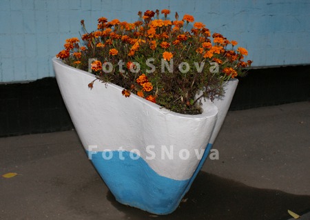 dekorativnaya,_krasivaya,_klum