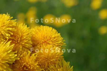 jeltyiy,_jeltyiy,_oduvanchiki,