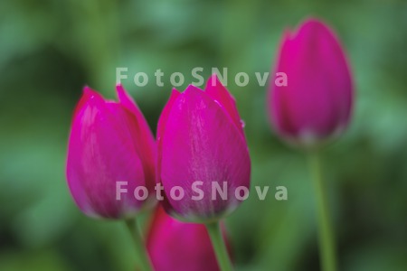 rozovyie_tyulpanyi_tyulpan_tsv
