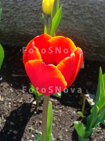 tyulpan_vesna_tsvetyi_tsvetok