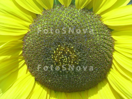 podsolnechnik,_podsolnuh,_fon,