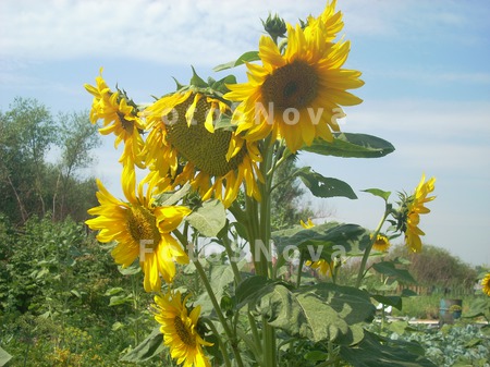 podsolnechnik,_podsolnuh,_fon,