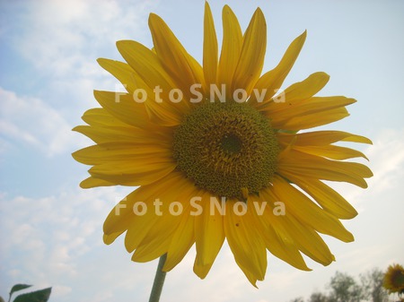 podsolnechnik,_podsolnuh,_fon,