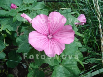 lavatera,_rozovaya,_odnoletnik