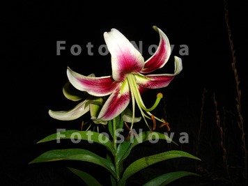 Liliya,_noch,_belo_rozovyiy_ts