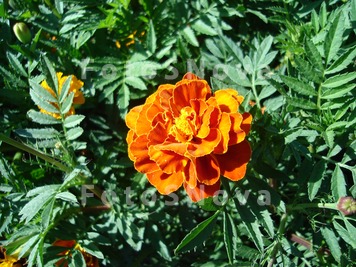Barhattsyi,_tagetes,_oranjevyi