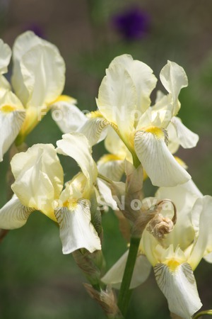 Vesna,_tsvetyi,_iris_,_okras