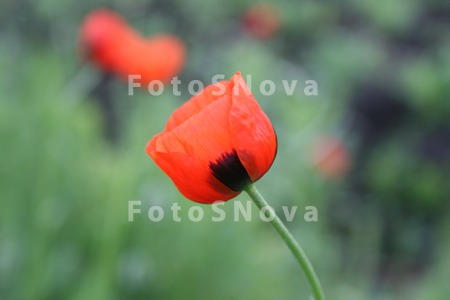 Vesna,_pole,_polevyie_tsvetyi,