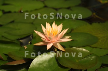 lily,_lotus,_flower,_plants,_f