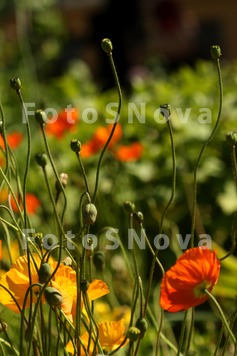 poppies,_flowers,_plants,_summ