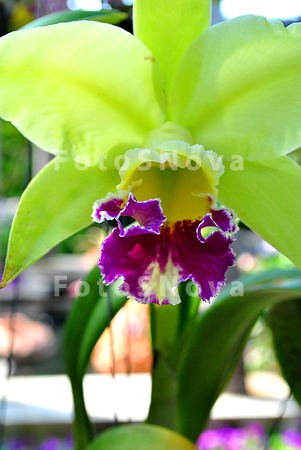 Orchid,_orchids,_flowers,_flor