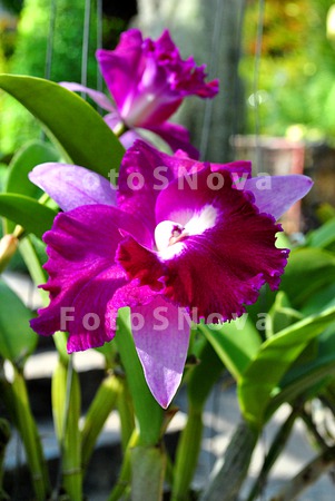Orchid,_orchids,_flowers,_flor