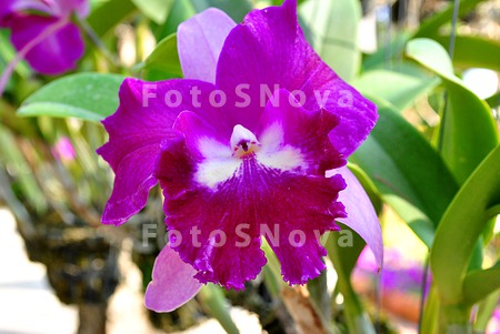 Orchid,_orchids,_flowers,_flor