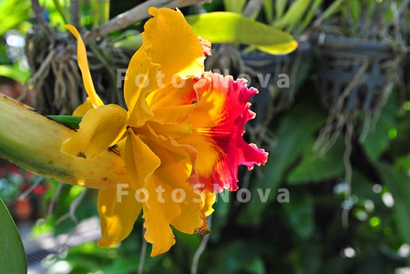 Orchid,_orchids,_flowers,_flor