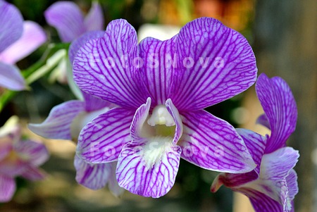 Orchid,_orchids,_flowers,_flor