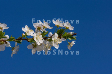 vishnya,_tsvetenie,_vesenniy,_