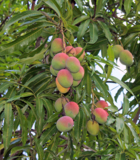 манго,_плоды,_фру
