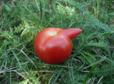 помидор,_томат