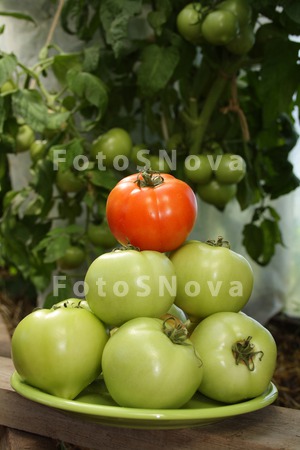 pomidoryi_pomidor_tomatyi_kras
