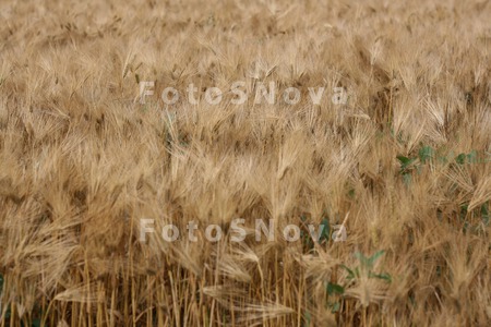 Pshenitsa,_kolosya,_hleb,_pole
