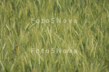 Pshenitsa,_kolosya,_hleb,_pole