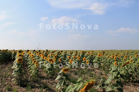 Подсолнух,_семеч