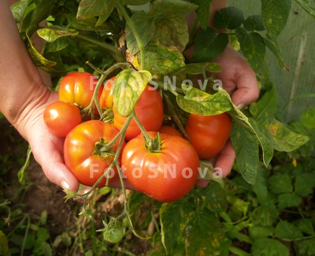 	помидор,_томат,_