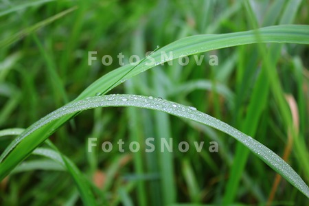 grass;green;water;drop;backgro