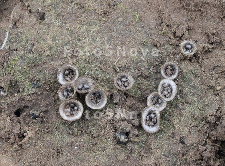 mushrooms;gray;abstract;backgr