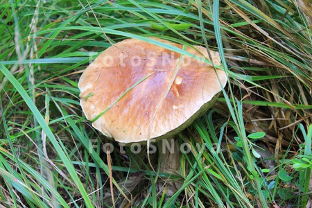 mushroom;Brown;green;grass;Bol