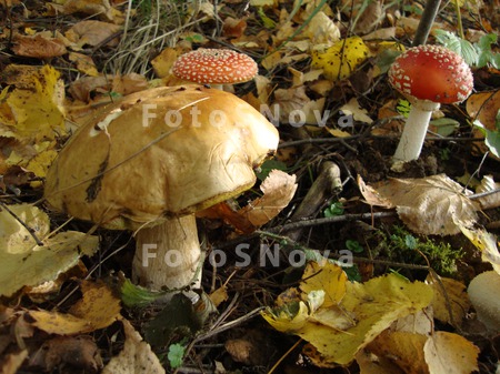 Mushrooms,_mushroom,_white_mus