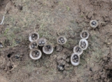 mushrooms;gray;abstract;backgr