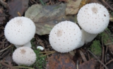 mushrooms;grey;white;green;Bro