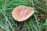 mushroom;Brown;green;grass;Bol